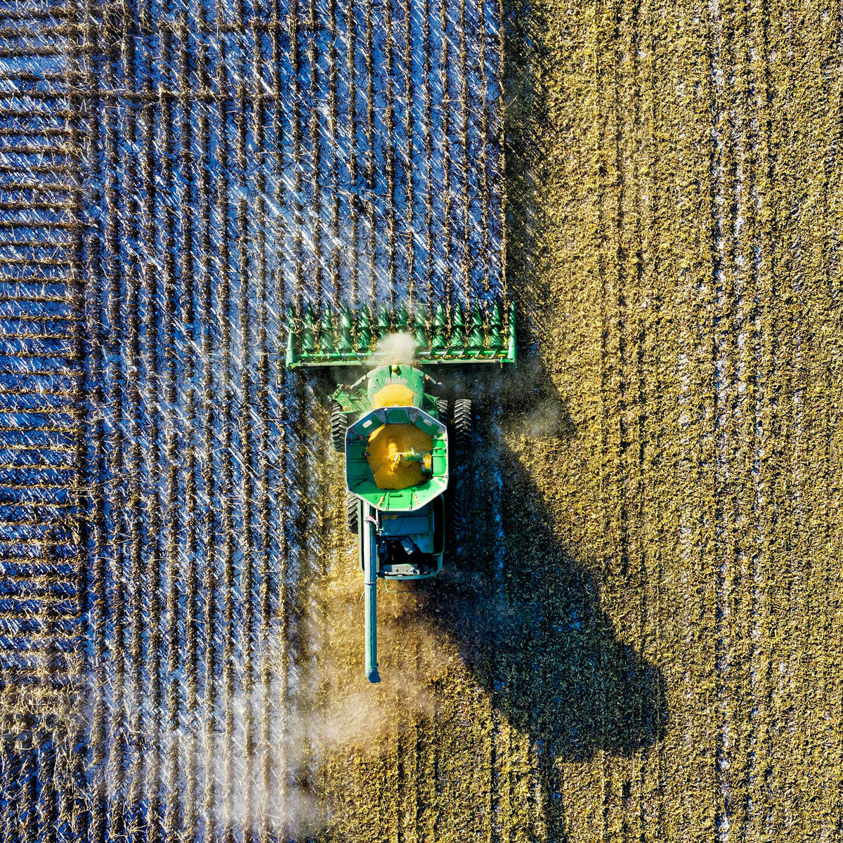 Harvest season